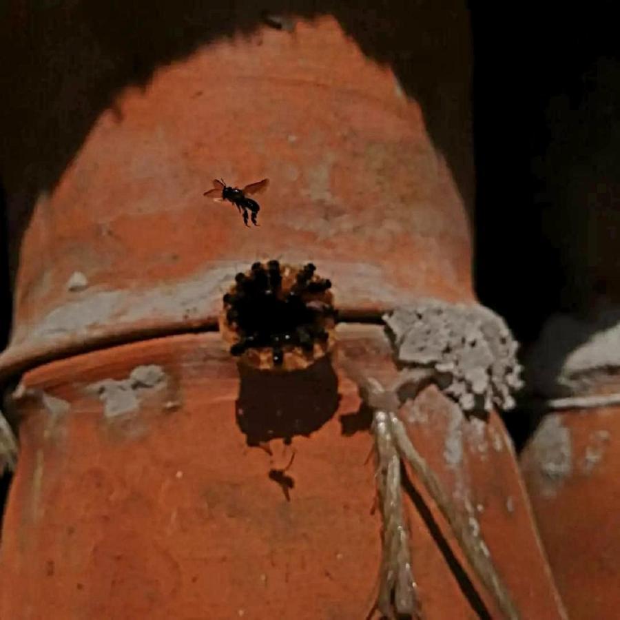 Meson Yohualichan Cuetzalán del Progreso Dış mekan fotoğraf